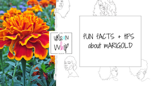 mARIGOLD | fUN fACTS