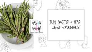 rOSEMARY | fUN fACTS